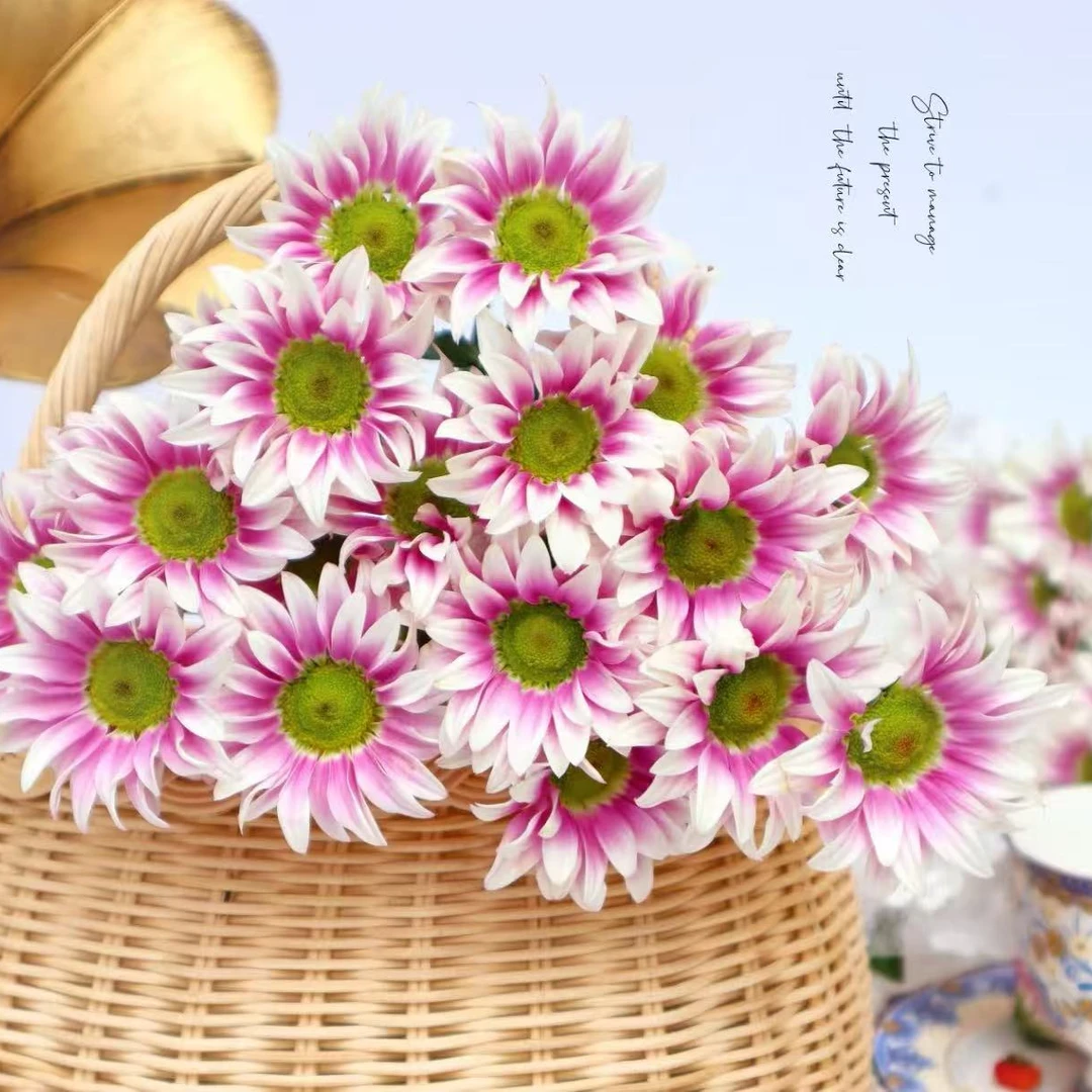 【顺丰发货】典韵雏菊鲜花1-4单一个运费自选品种