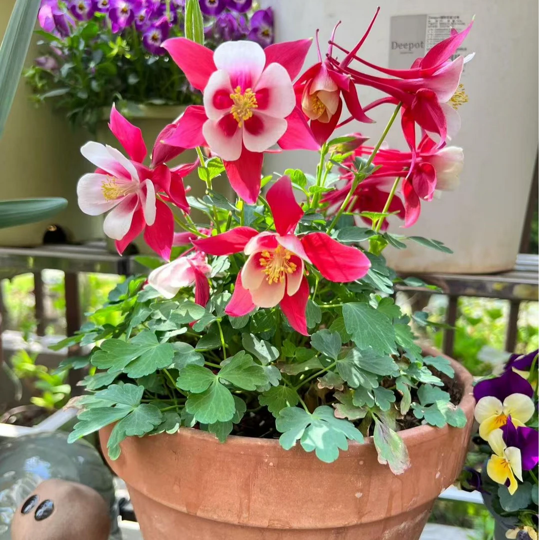 耧斗菜重瓣猫爪花阳台庭院耐寒易养花卉植物多年生