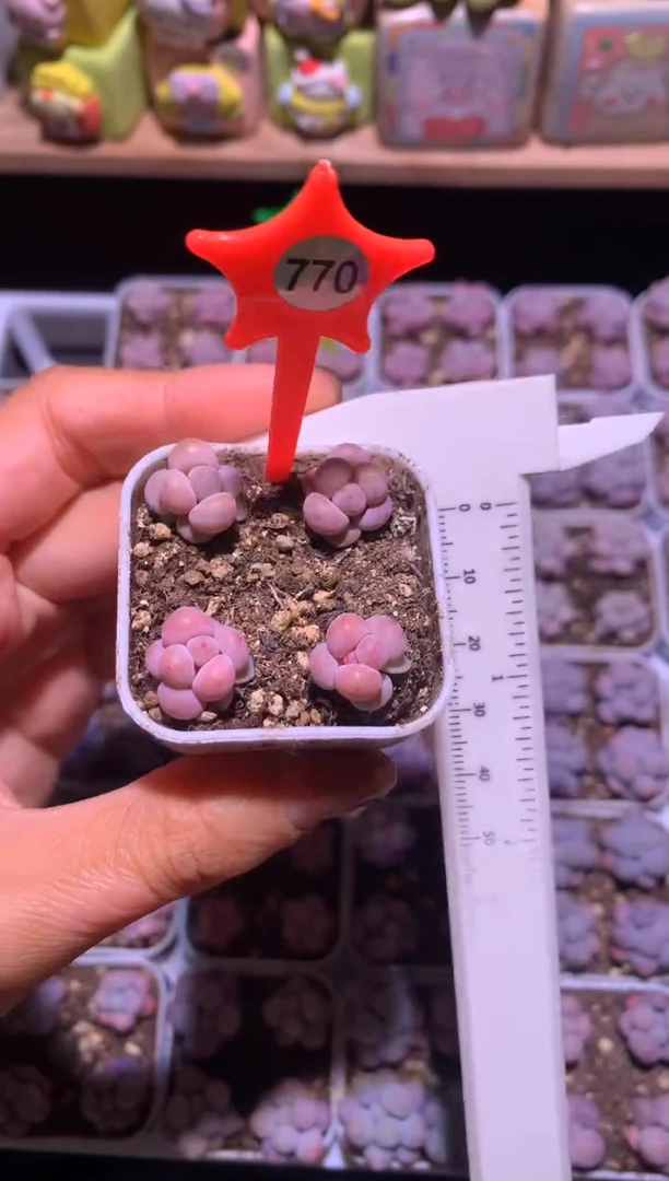 沫兰奶酪一盒4颗带盆发