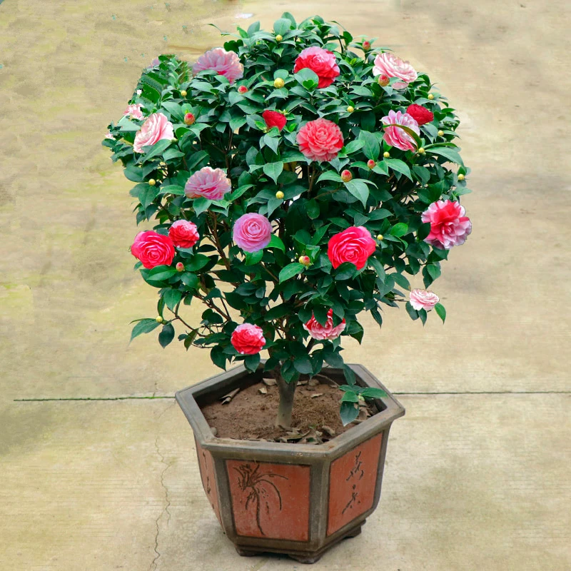 【加大加高1米-1.3米五色赤丹】8年大苗带满头花苞发货南北方种植