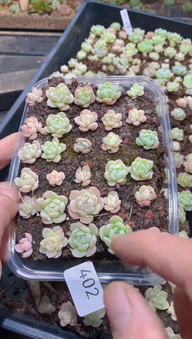 402 财富密码   量拍