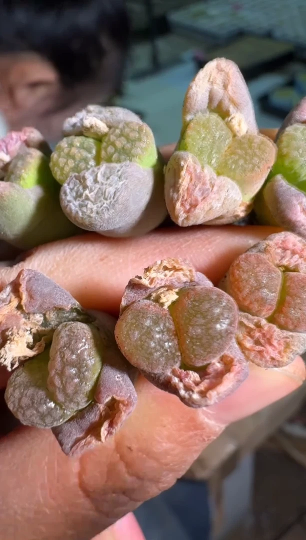 【闪购商品】15-42紫水晶一颗