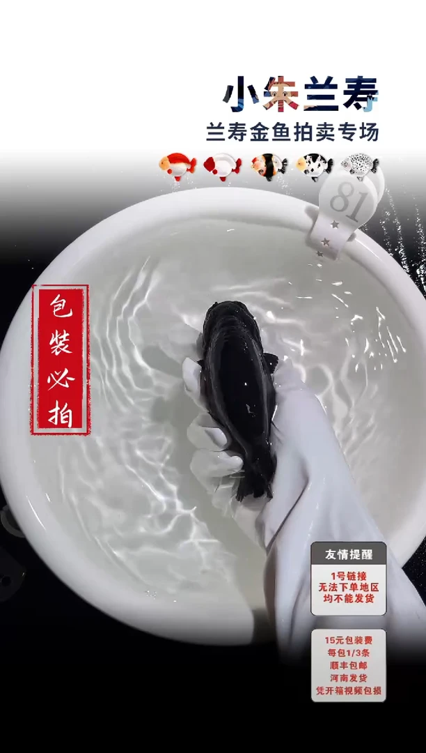 金鱼包装必拍未拍顺丰到付81号