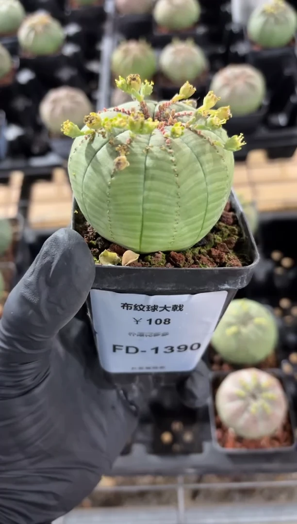 布纹球大戟FD-1390