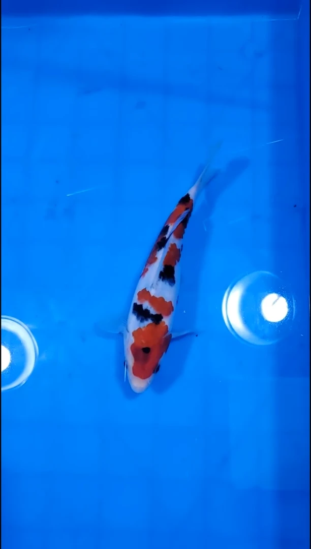 锦鲤【251228-24】 大正三色 20部 不详 君悦