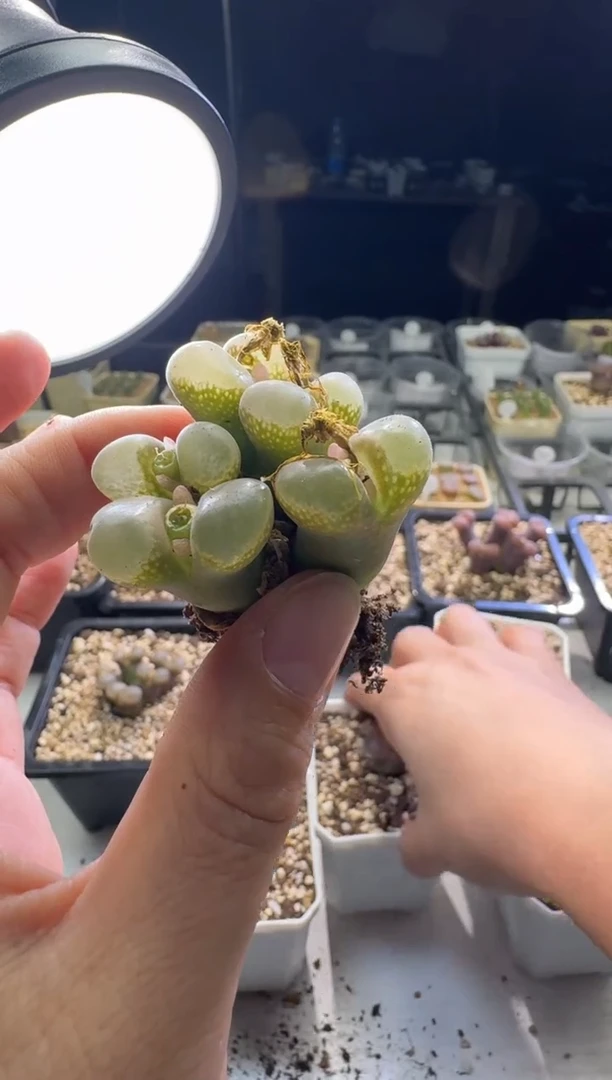 【天津专场】178多肉植物肉锥