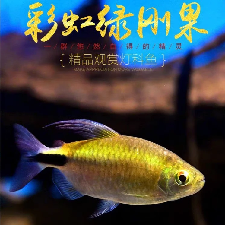彩虹绿刚果灯2-4厘米左右