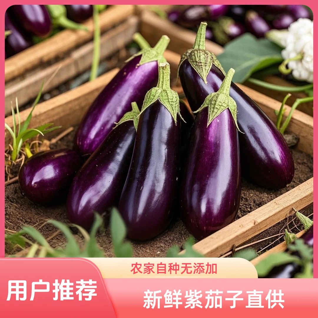 当季新鲜圆茄子承包厨房鲜爽