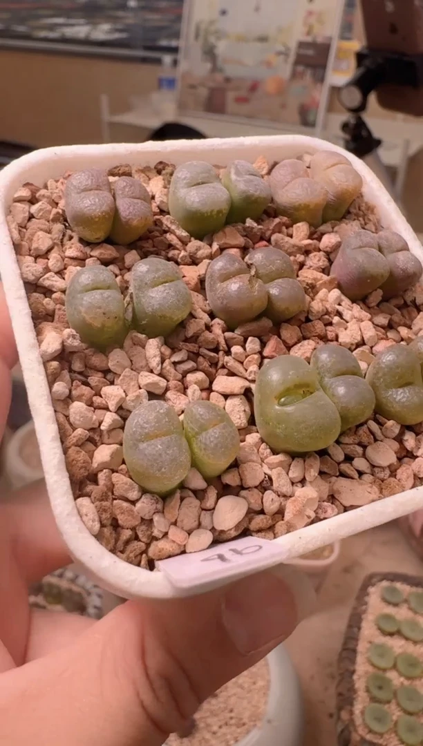 3-2多肉植物绿泡泡勋章一颗