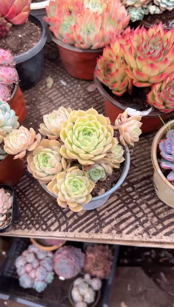 羽**飞多肉植物一物一拍17278