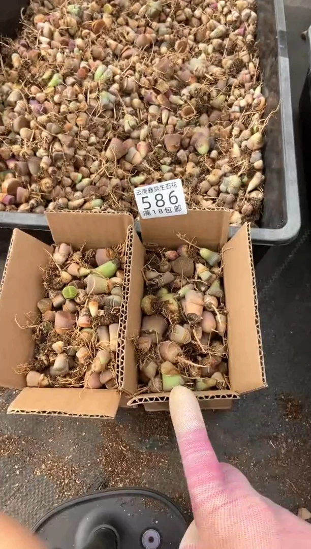 586散装彩混有疤瑕疵长腿发货1箱量拍