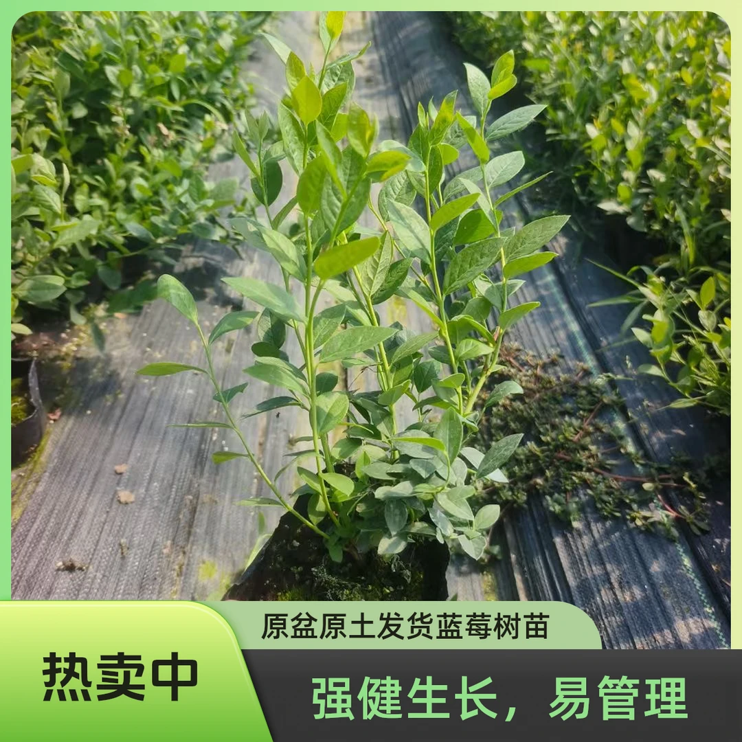 蓝莓钵苗原盆原土发货F6/L11大果蓝莓树苗