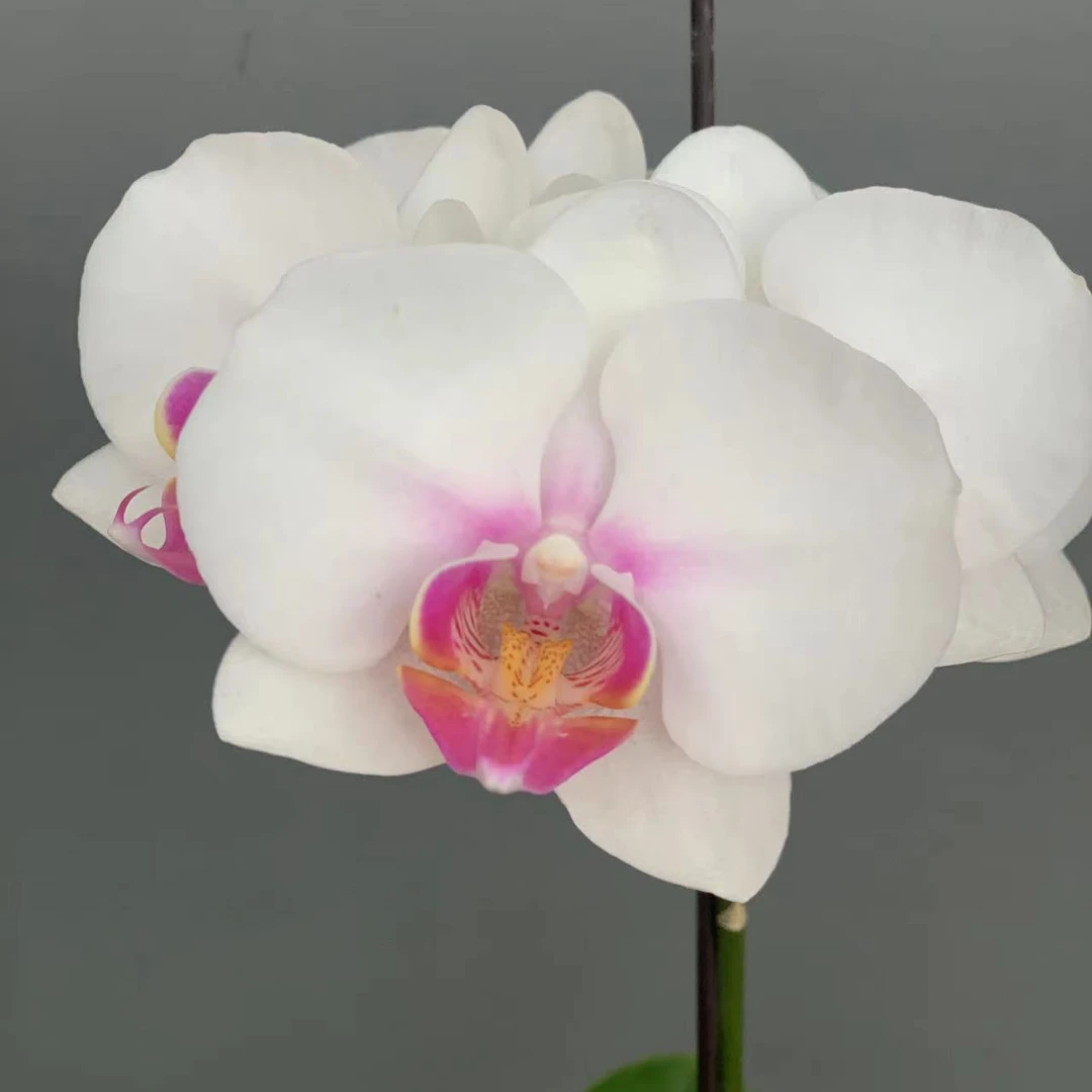 【029】3.0寸室内花卉蝴蝶兰   小叶品种（中小花）