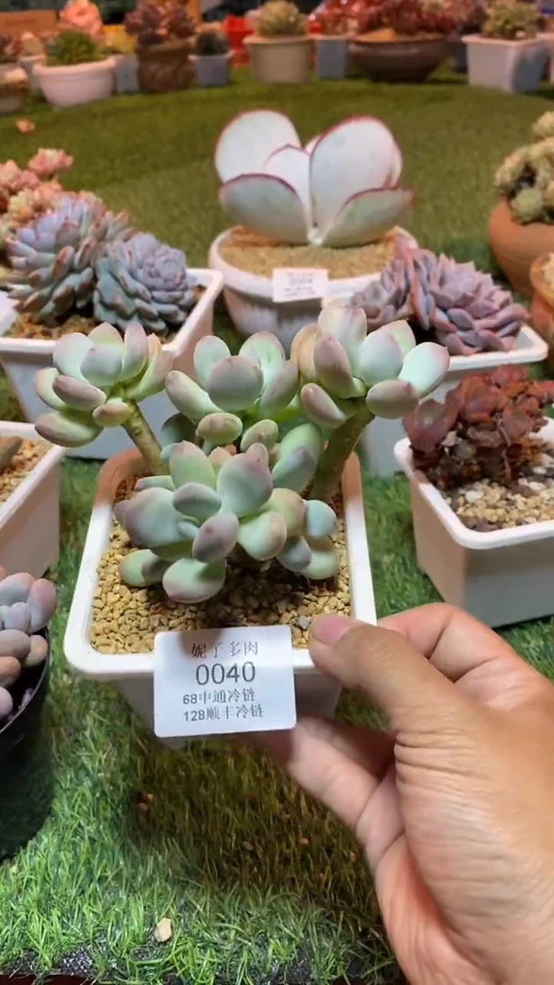 0040（满28包邮发货）