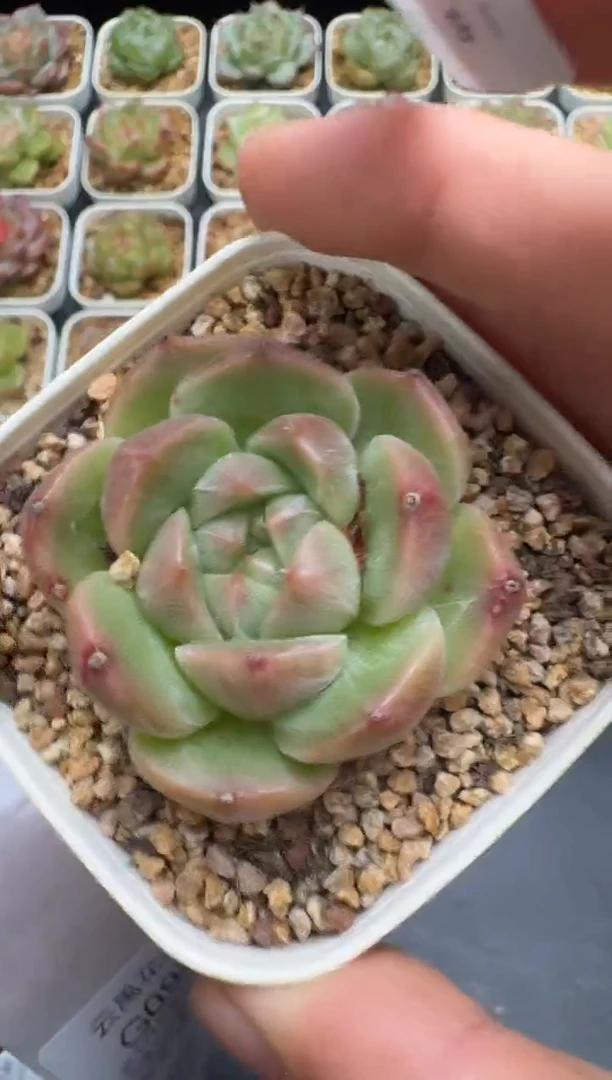 97G云禹多肉植物 脱土纸巾打包 3颗包邮