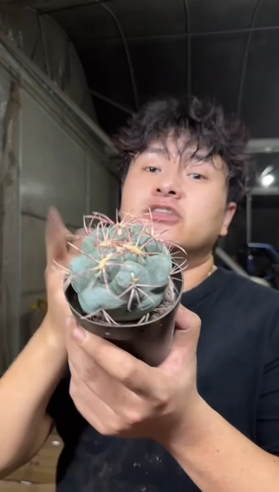 绯冠龙【带根】6-9cm