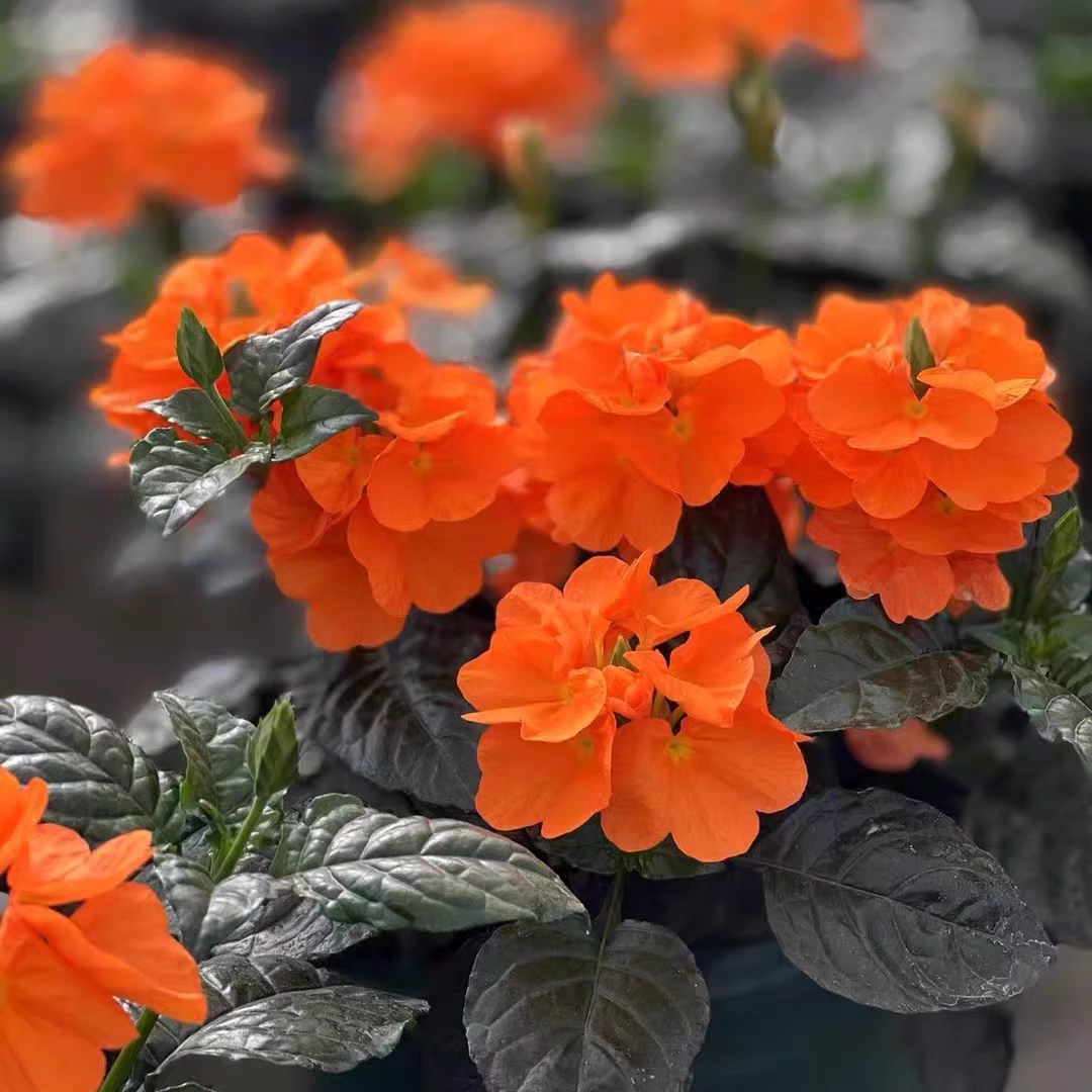 鸟尾花盆栽耐热耐阴花期长可垂吊适合庭院阳台的开花植物