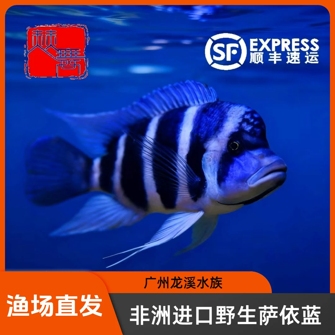 赫舞甄选 野生萨伊蓝六间非洲进口三湖慈鲷坦鲷萨依蓝热带淡水鱼
