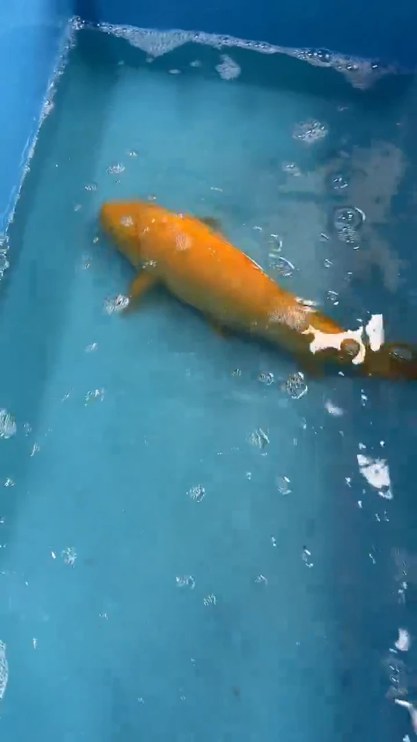 锦鲤太饱东风锦鲤36cm-45cm不包邮到付 包损