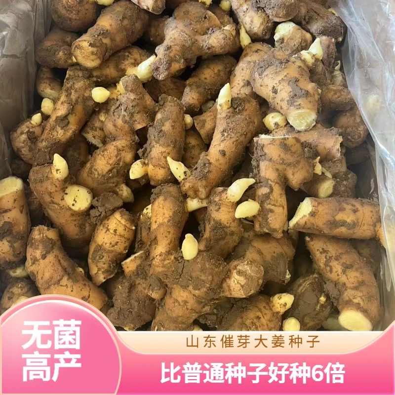 山东潍坊安丘昌邑无菌健康好种易管理高产好姜种子