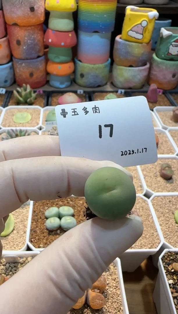 【闪购商品】25.1.17-17