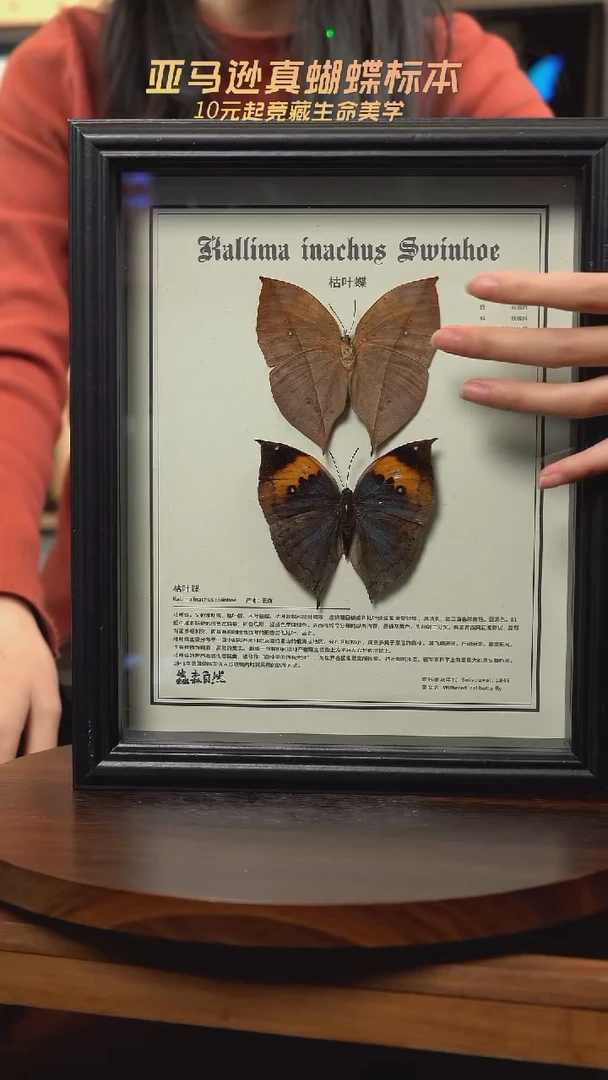 枯叶蝶正反两只中文版10寸欧式框