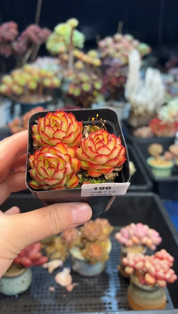 【闪购商品】196不带盆