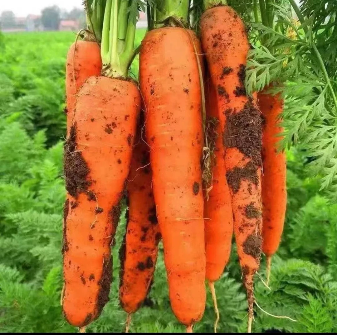 黑田五寸红胡萝卜甜脆胡萝卜四季种植阳台小院