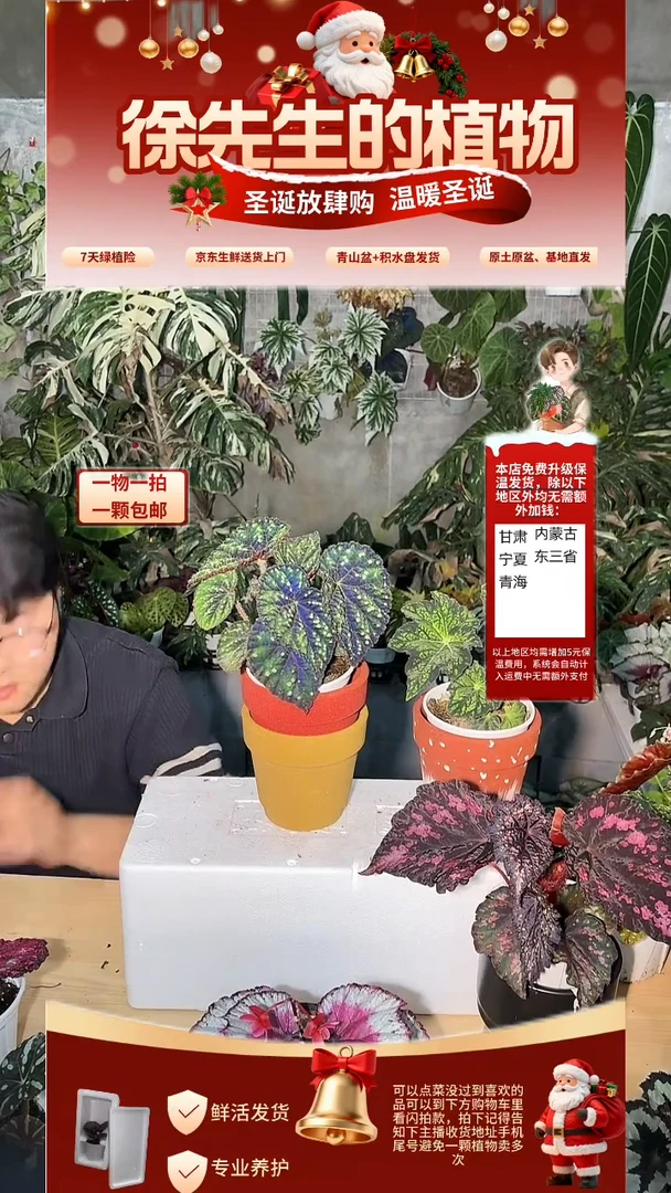 完全开放珠子秋海棠