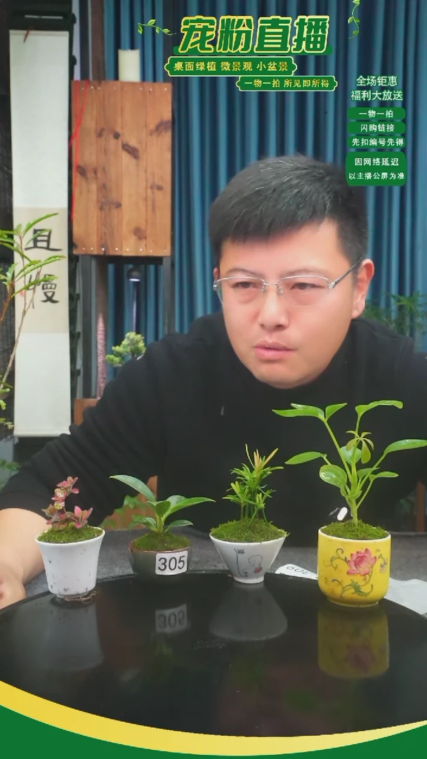 无花朵刘*媛苔藓微景观305号