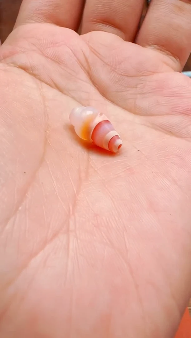 【肖钟出品】东南亚配珠