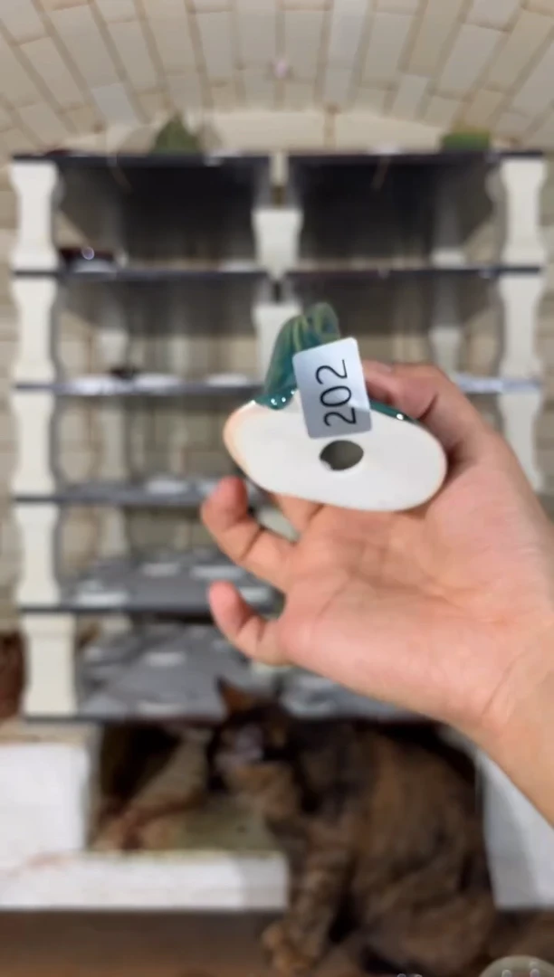 杯精品窑变钧瓷茶器