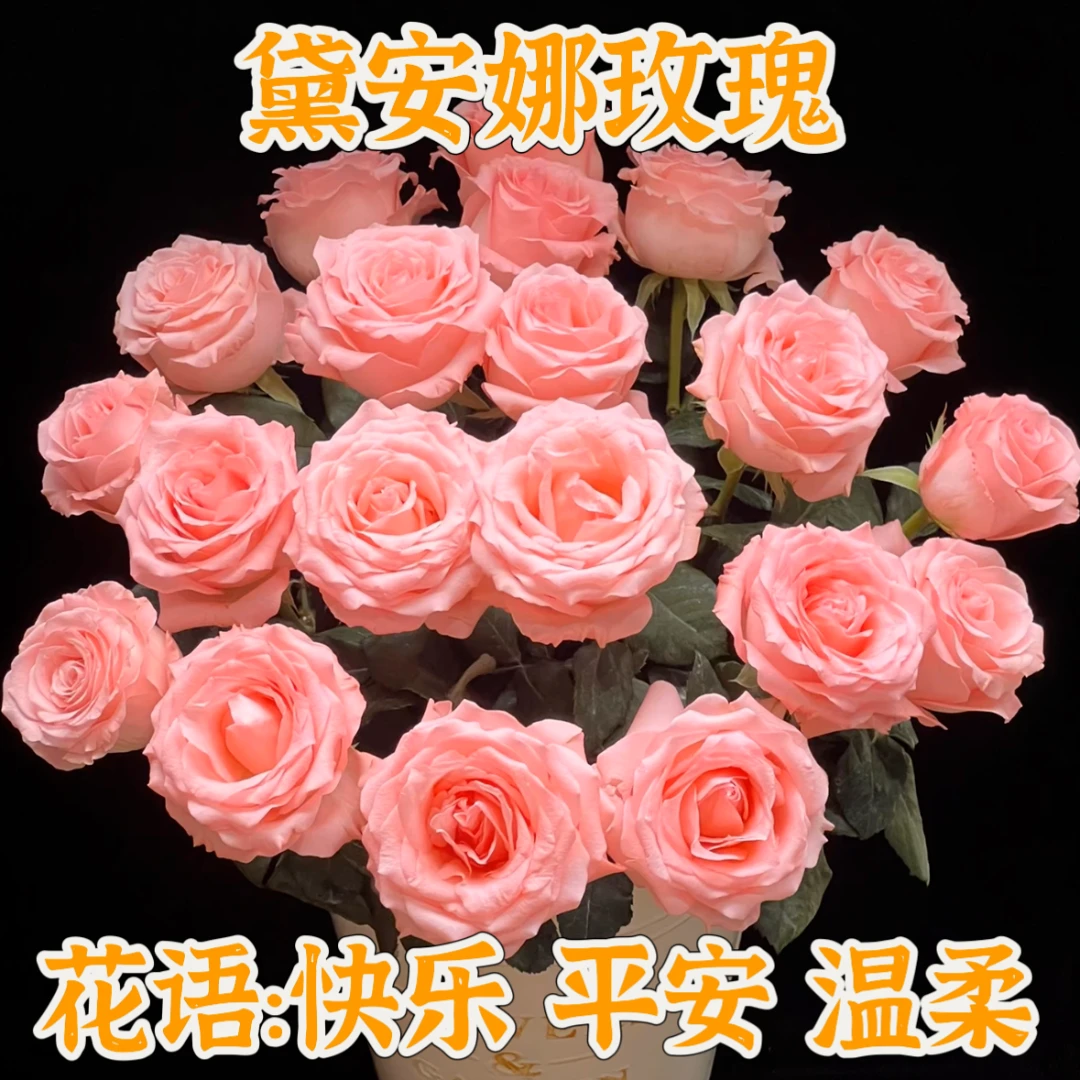 特价【次日达·戴安娜】戴安娜10枝鲜切花生活鲜花·全场两单顺丰包邮次日达