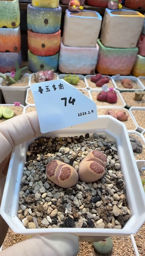 【闪购商品】25.2.9-74