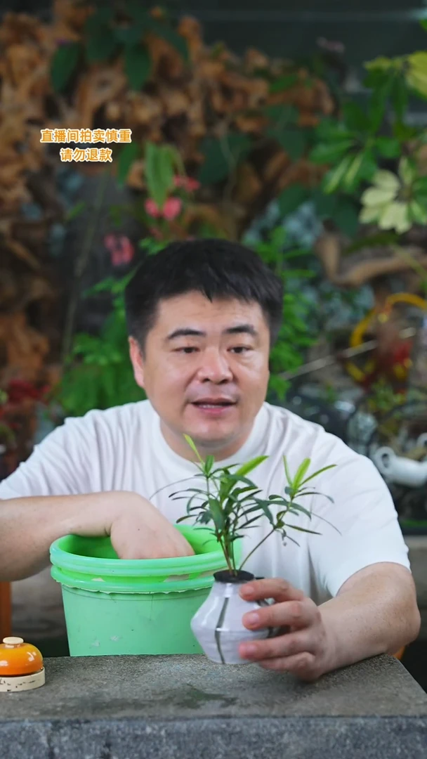 当前无花栽培后可以开花罗汉松255HT