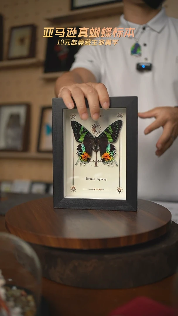 太阳蛾图腾款7寸竖框