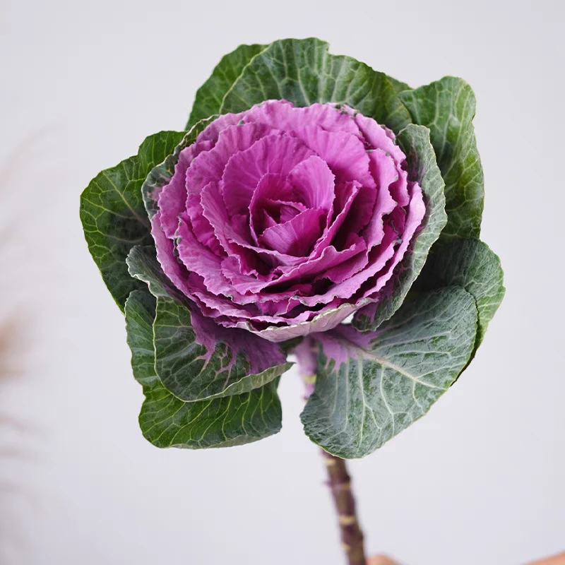 花中圆 鲜花叶牡丹鲜花