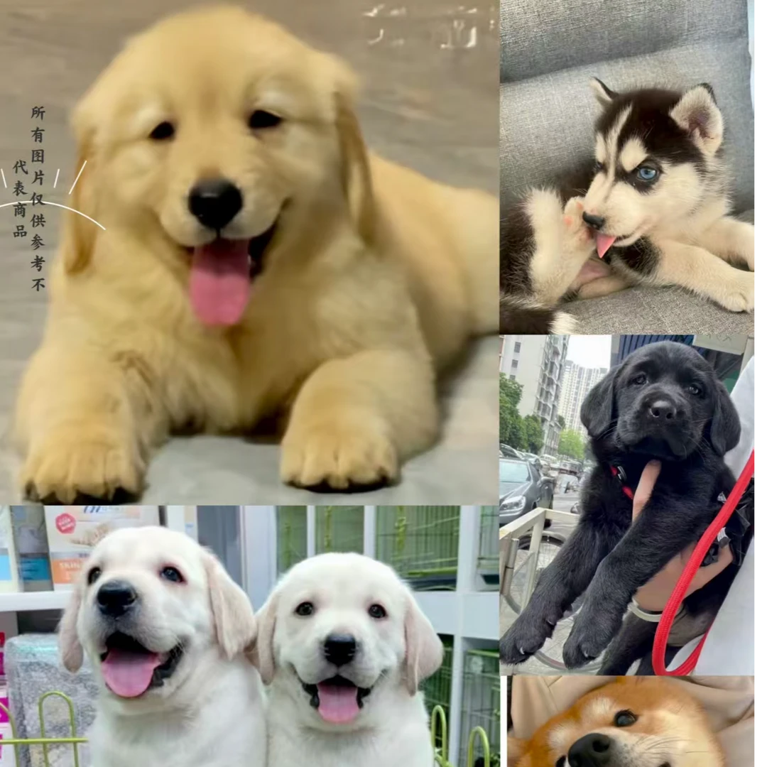 (糖宝犬舍1 沙滩金金毛 金毛幼犬 阿拉斯加 拉布拉多 哈士奇 柴犬