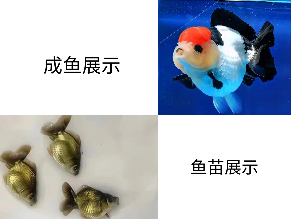 留养原泰黑白三色玛丽鱼苗3--4厘米【售后打开包装不冷水鱼观赏鱼