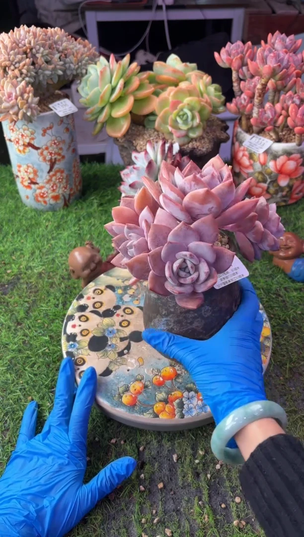 昆明印象多肉1411