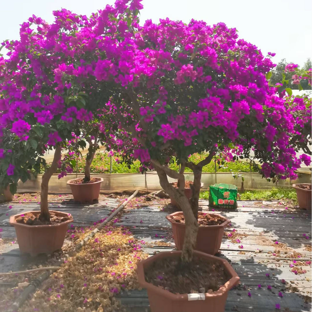 云南三角梅石楠花老桩大猩猩（直播一物一拍）可嫁接紫薇树