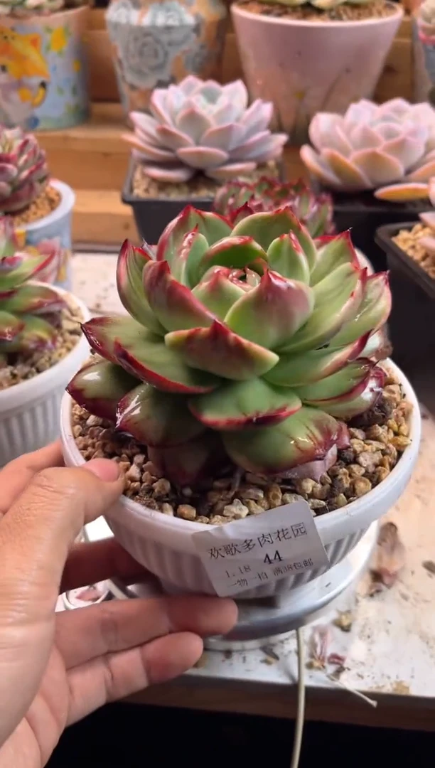 【闪购商品】1.18-44惊鸿