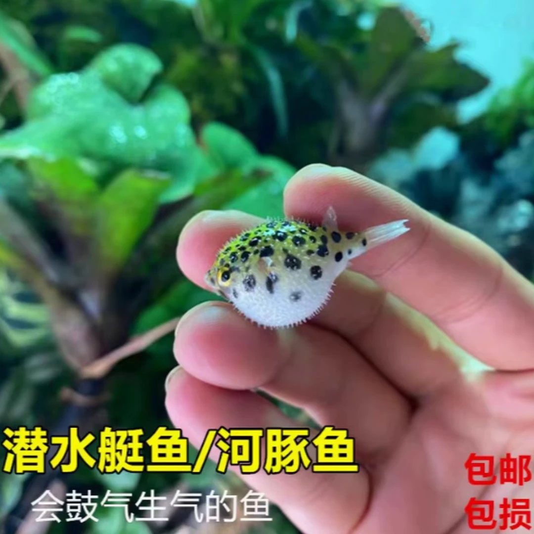 河豚鱼网红潜水艇鱼巧克力娃娃鱼狗头鱼热带鱼观赏鱼狗头鱼小型鱼