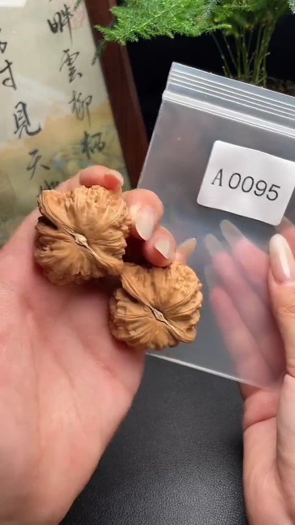 文玩核桃把件白狮子40尺