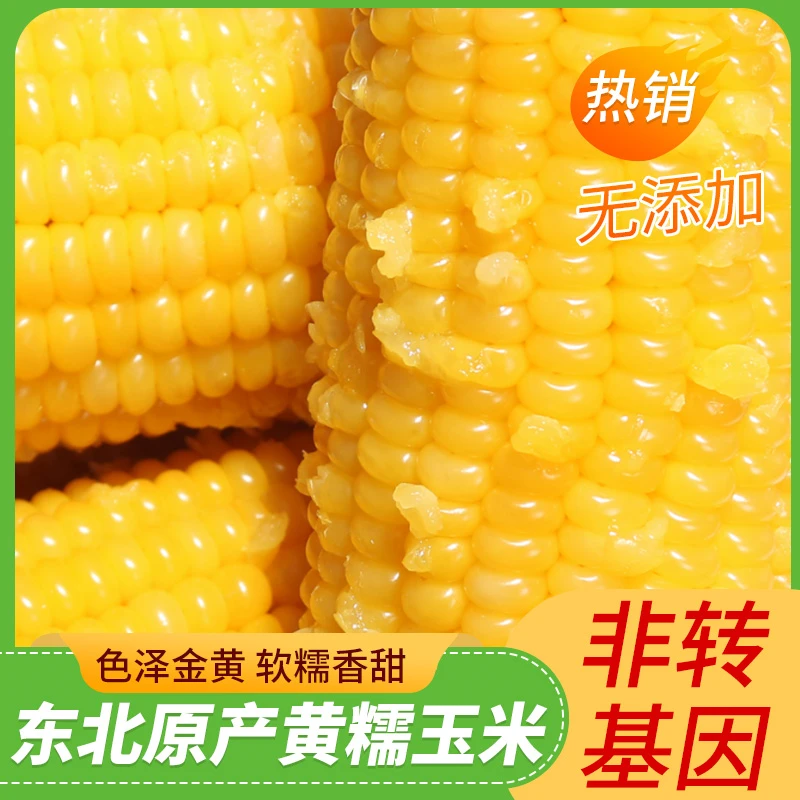 【试吃2根】2025年东北当季头茬黄糯玉米10根真空包装