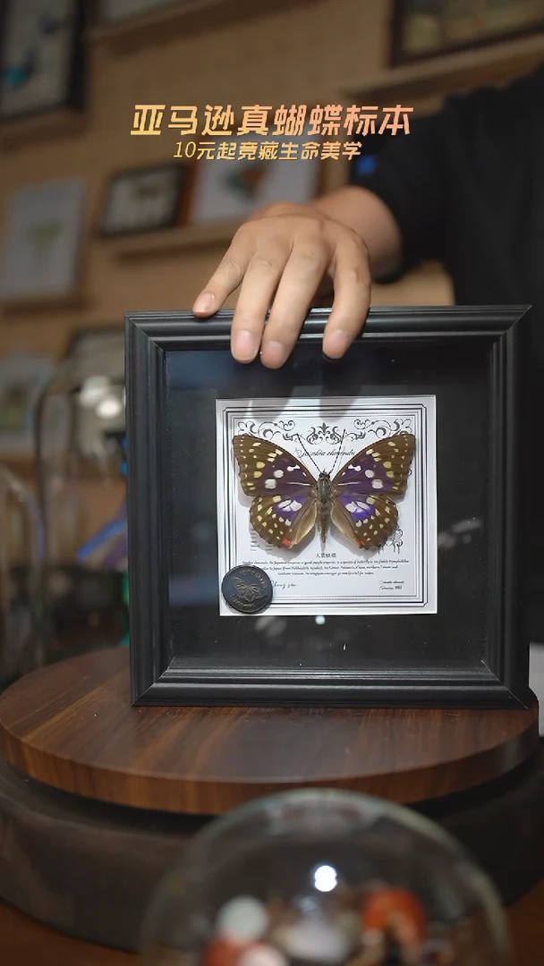 有机玻璃大紫蛱蝶7寸欧式方框