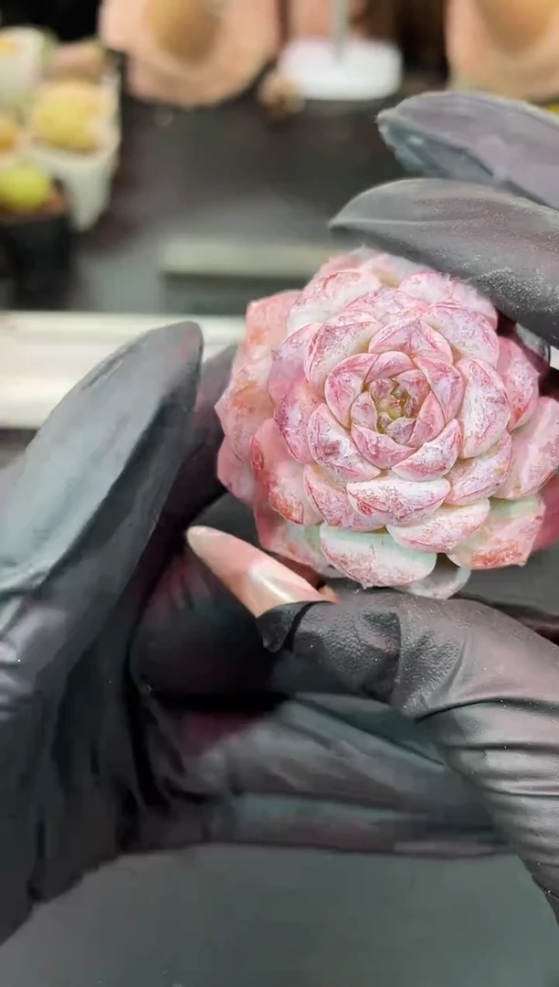 闪购1448  紫心琥珀系列多肉一颗  3.8-4厘米