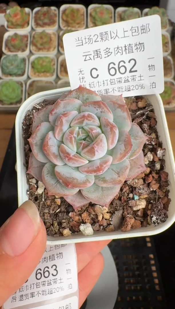 662带盆土发(6.5cm杯）一物一拍 珍妮多肉