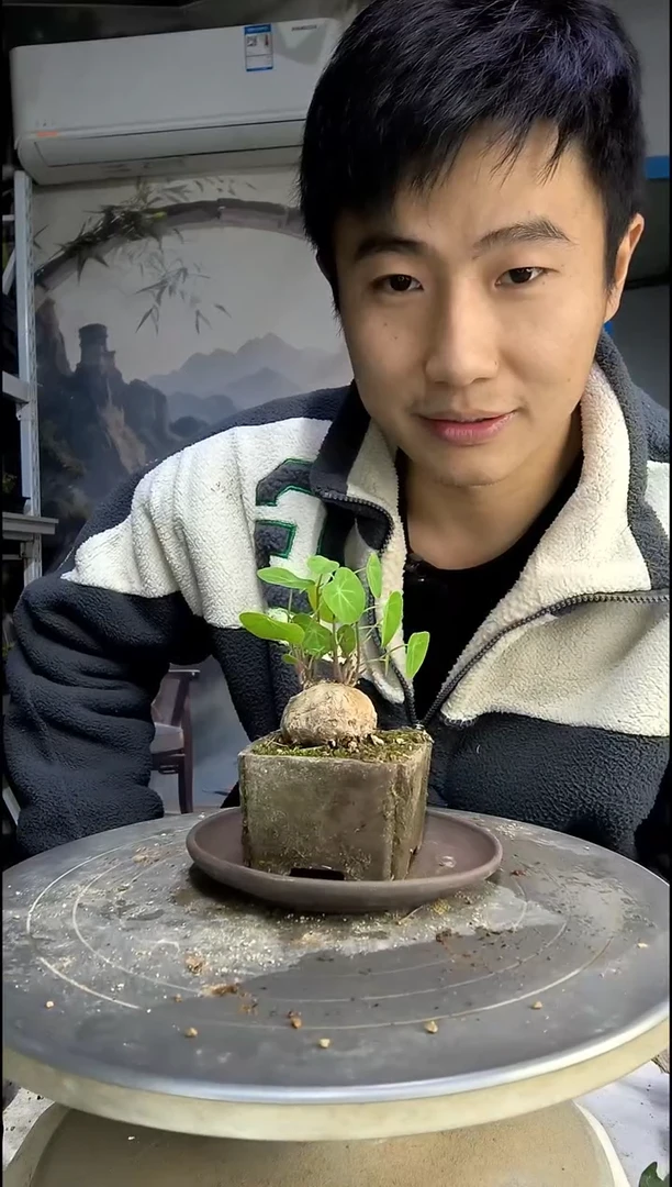 东***°中青园艺一物一拍42