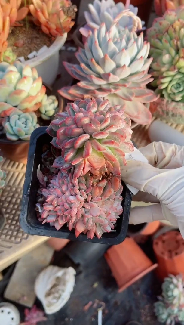 【闪购商品】11117